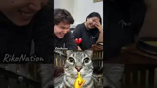 forced to laugh 😭 #funny #cat #dance #shorts