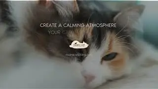 Playlist Description: Calming Sounds & Music for Cats at Home