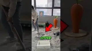 Top 3 Cat Litter Brands Tested!