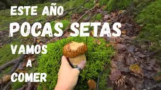 El bosque que guarda setas y silencio | Recolectando hongos en el Quinto Real
