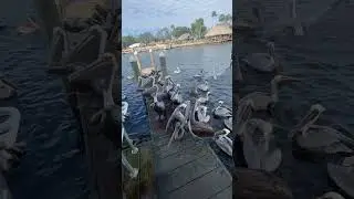 Salt Life and Big Catch