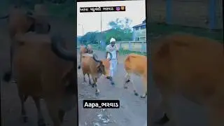 #8182#attitude#maldhari#viral#shorts#aapa#youtubeshorts#bharwad#mafia#like#trending#bharvad#gomata