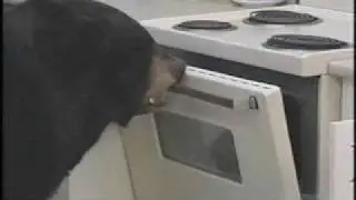 There's a bear in my kitchen!