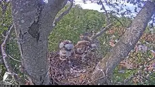 Vistu vanags (Accipiter gentilis)Ястреб-тетеревятник 2020 06 05