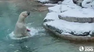 Polar Bear Snow Day ❄️🐻&zwj;❄️