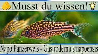 Haltungsbedingungen und Infos zu Napo Panzerwels - Gastrodermus ( Corydoras ) napoensis| #Aquarium