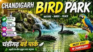 BIRD PARK CHANDIGARH  I  TOURIST PLACE IN CHANDIGARH  I  MOST BEAUTIFUL PLACE IN CHANDIGARH