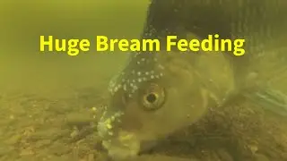 Huge Common Bream in UK River