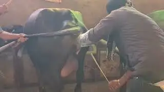 vlogs 3 pindi sidhu daryri farm Ai ਦੇ ਟਾਈਮ