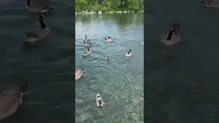 Duck Feeding Frenzy