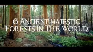 6 Ancient Forests In The World