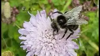 Bumblebee on field scabious