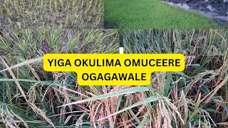 YIGA OKULIMA OMUCEERE (RICE GROWING IN UGANDA)