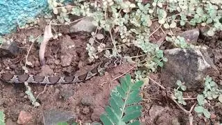 Slender Racer Snake Release time At Jungle safari Kevadia Colony