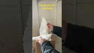 Unboxing 4 new young pigeon