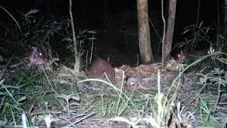 Viciei as pacas na céva agora não venço tratar . Vejam meus pontos estratégico #selva 