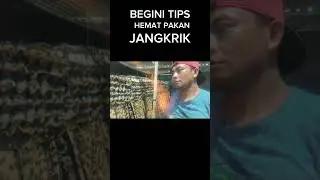 #jangkrik #fypシ゚viral #shorts