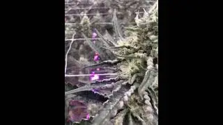 Grow Smarter with Advanced LED Lighting - TSRgrow
