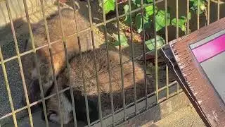 とべ動物園タヌキ　2025/11/30