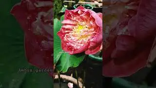 Peak of pink ഉം satta ഉം ഒന്നിച്ച് #shorts#lotus
