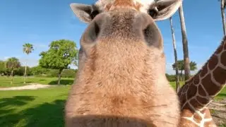 Top 7 giraffe