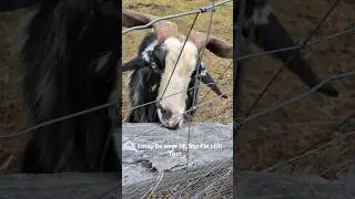 Adventures to the dam with Henry 🐐🌿🥰 #goat #buck #dam #fun