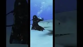 Acariciando un enorme tibur&oacute;n lim&oacute;n en Bahamas&hellip;🦈&hearts;️ #Shorts #tiburones #sharkdive