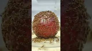 GRAPE ANTS | D colony