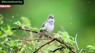 4 Bird Species &ndash; 4 Unique Songs | Can You Guess Them All?