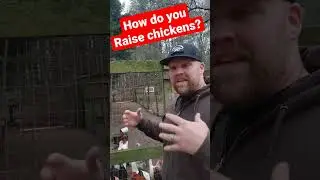 How do you raise chickens? #shorts #eggs #homesteading #prepper #survival #chickens #farm #farming