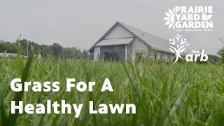 Grass for Healthy Lawn | Ask the Arboretum Experts