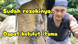 Senso pohon longan hutan dapat kelulut itama