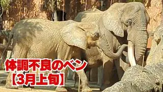【アフリカゾウ 八木山動物公園】体調不良が続くベンの3月上旬の様子｜回復への兆しは見えてくるのか？