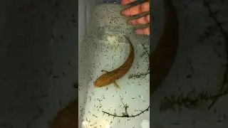 Chinese betta fish heart snake blood aquarium,Snake Chinese Betta