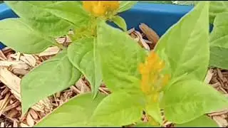 Celosia plants in blue container planter with wood mulch