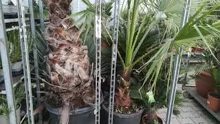 Washingtonia robusta & Chinesische Hanfpalme Trachycarpus fortunei & Zwergpalme Palmen Gartencenter