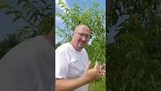 Elberta Peach: Summer Prune