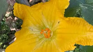 Kaddu & pumpkin pollination tips video garden | #kaddu #pumpkin #satisfying #homegarden #gardening