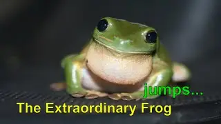The Frog jumps higher than the Eiffel tower #shorts