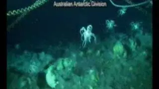 Dance of the Feather Stars