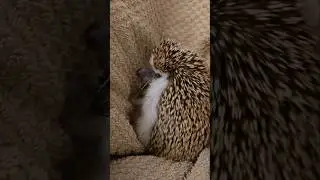 I have an angry hedgehog 🦔