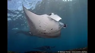 Как ухаживают морские дьяволы &mdash; Манты принца Альфреда (Manta alfredi) ?
