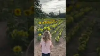 Must-Visit Sunflower Field In Oregon #shorts