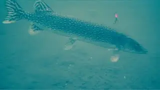 Ice Fishing Pelican Lake Manitoba (Awesome Underwater Footage)
