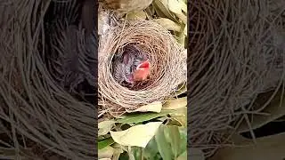Streak eared bulbul birds find a blue grasshopper to feed their young in the nest 64