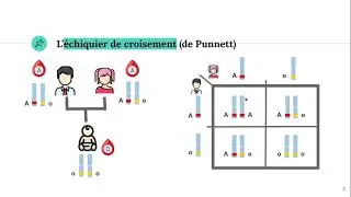 L'échiquier de croisement (Punnett)