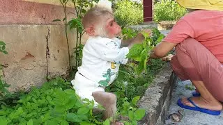 Baby Monkey Bob helps Mom pull weeds to grow clean vegetables