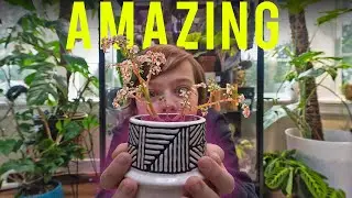 $3 vs $700 : Which Plant Do I LOVE MORE?