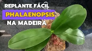 COMO PLANTAR ORQUÍDEA PHALAENOPSIS NA MADEIRA - PASSO A PASSO