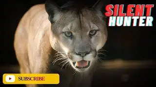 Puma: Description, Behavior, Habitat, Diet & Facts.